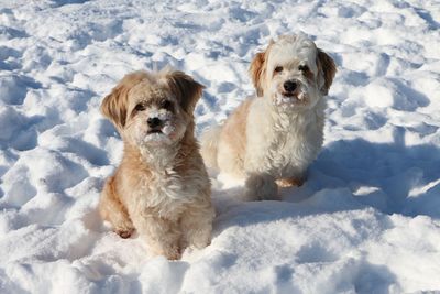 Dog sitting on snow