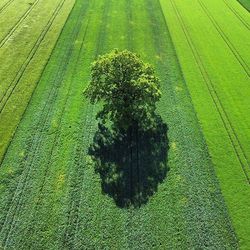 Trees growing in park