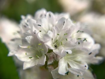 Close-up of white flowers