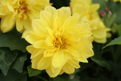 Close-up of yellow flower