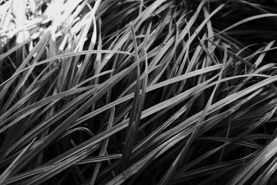 Full frame shot of plants growing on field