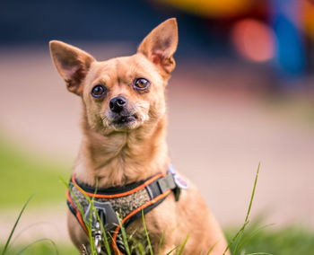 Portrait of dog