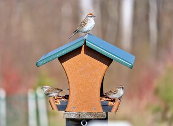 Close-up of bird perching on birdhouse