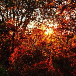 Trees in forest during sunset