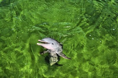 High angle view of turtle swimming in water