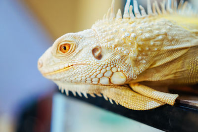 Close-up of a lizard