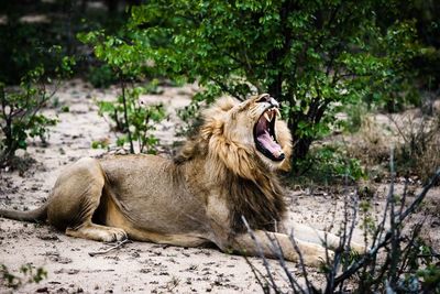 Lion roaring while sitting on land in forest
