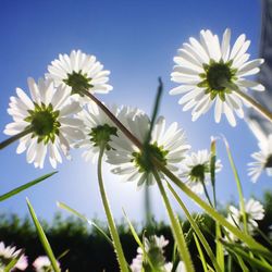 Close-up of flowers blooming against sky