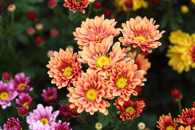 Close-up of pink flowering plants