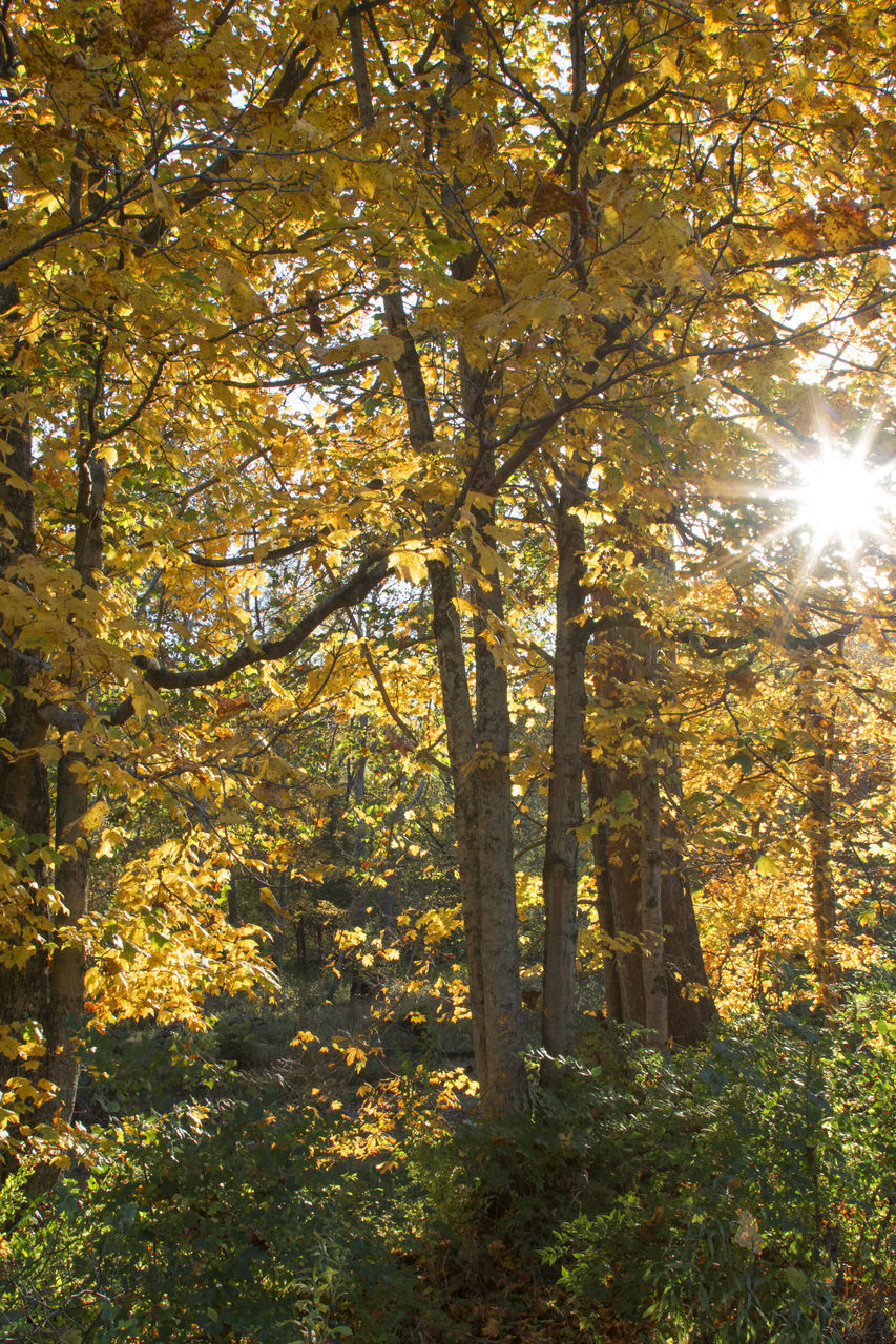 SUNLIGHT STREAMING THROUGH TREES DURING AUTUMN