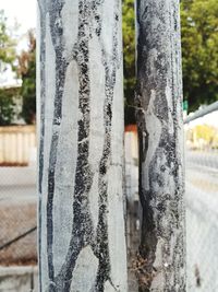 Close-up of icicles hanging on tree trunk