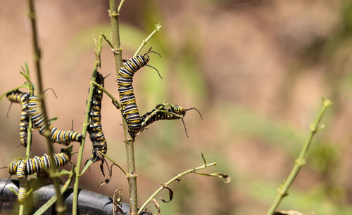 Close-up of insect on plant