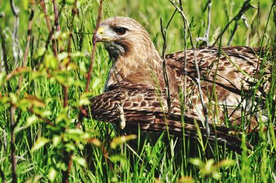 Close-up of a bird on field