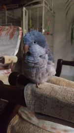 Close-up of parrot perching on wood