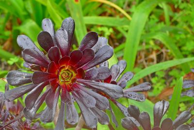 Close-up of wet flower on field