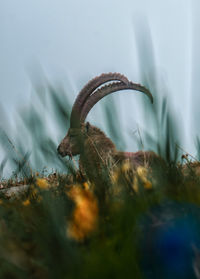 Alpine ibex seen through grass against clear sky