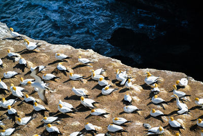 High angle view of rocks on shore