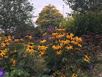 Close-up of yellow flowers blooming on tree