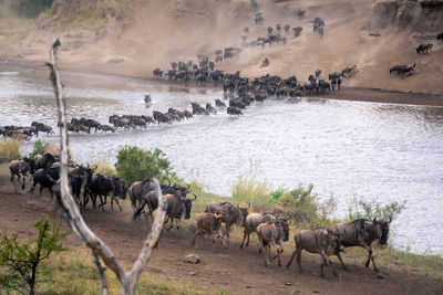 Horses on field