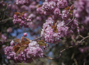 Close-up of cherry blossoms on tree