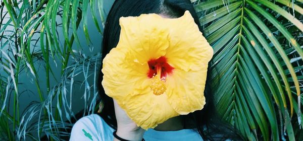 Close-up of yellow flower blooming outdoors