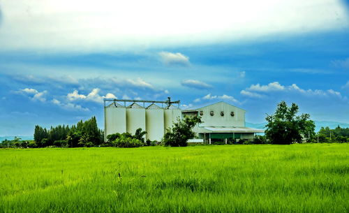 Scenic view of agricultural field against sky