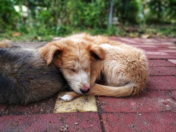 Dogs sleeping on footpath