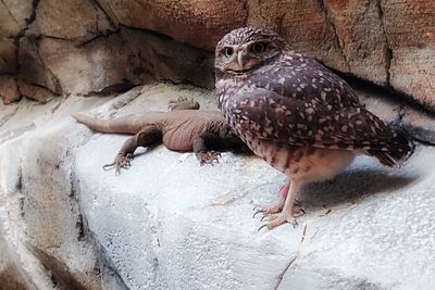 Close-up of eagle perching on wall