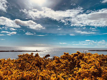 Gorse against sea