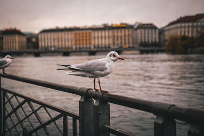 Seagull perching on railing against river