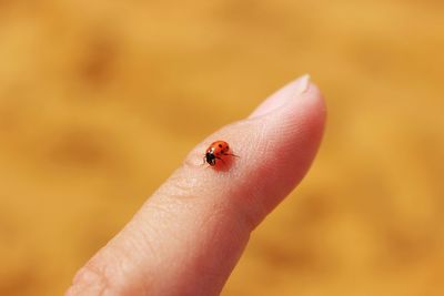 Close-up of ladybug on finger