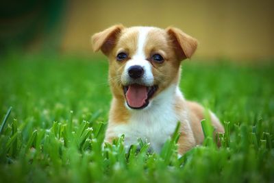 Portrait of dog on field