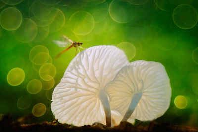 Close-up of insect on white flower