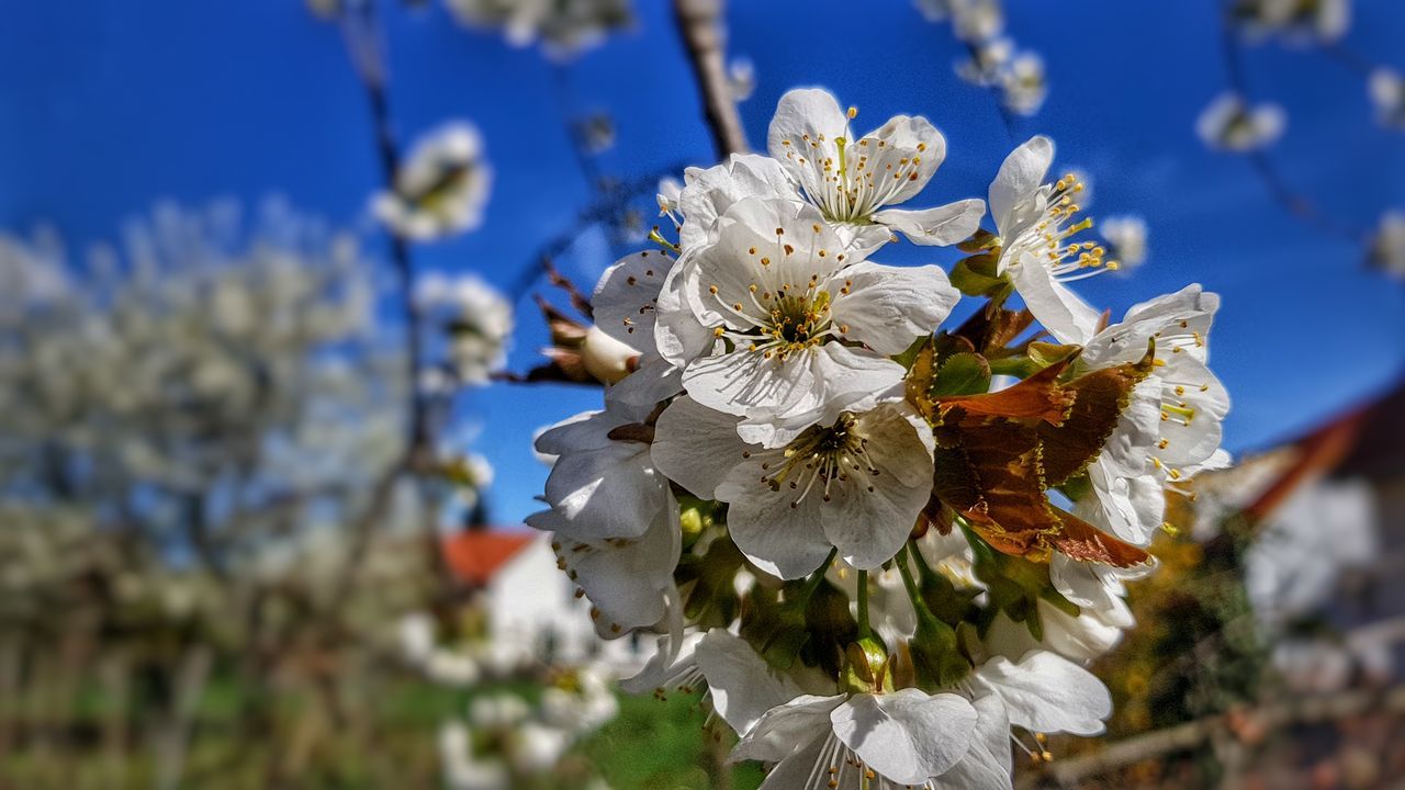 flowering plant, flower, plant, fragility, vulnerability, freshness, beauty in nature, growth, petal, close-up, flower head, white color, pollen, inflorescence, nature, springtime, blossom, day, focus on foreground, no people, cherry blossom, cherry tree, spring