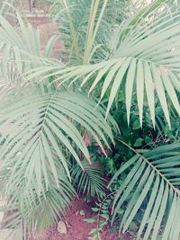 Palm trees against sky