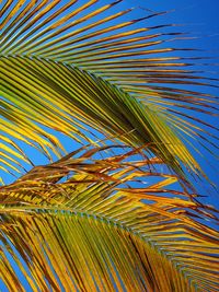 Low angle view of palm leaves against blue sky