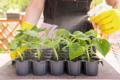 Midsection of woman holding potted plant