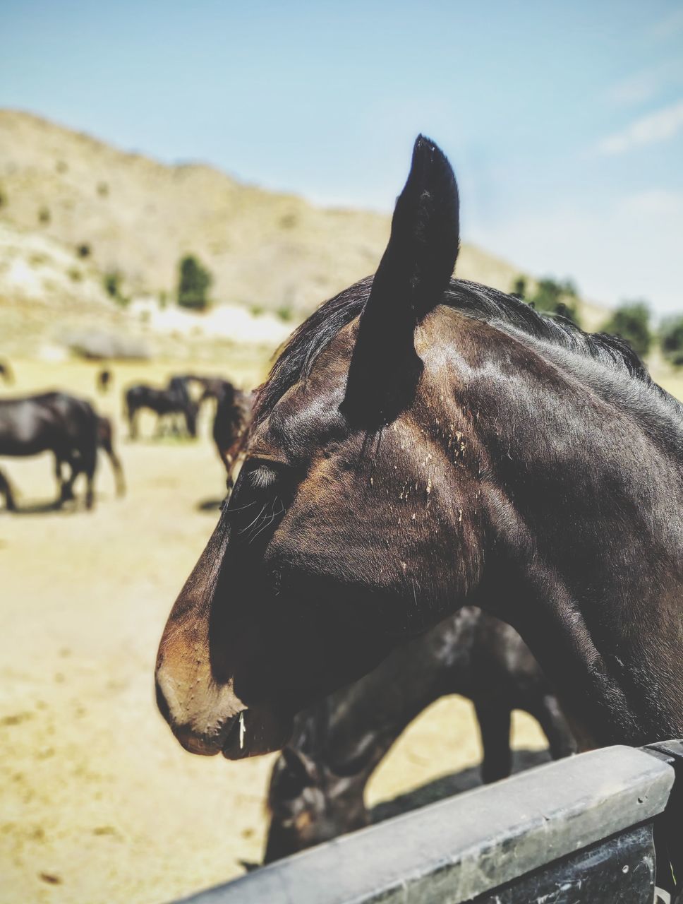 CLOSE-UP OF A HORSE