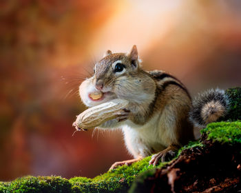 Close-up of squirrel