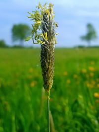 Close-up of plant growing on field