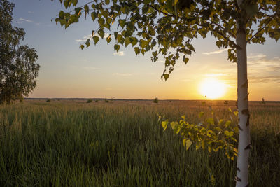 Scenic view of field against sky during sunset