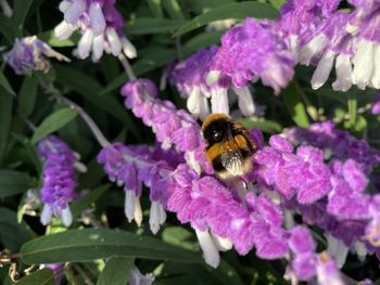 Close-up of bee pollinating on purple flower