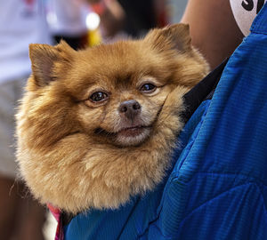 Gay pride parade nyc 2018 marcher with dog