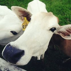 Close-up portrait of sheep on grassy field