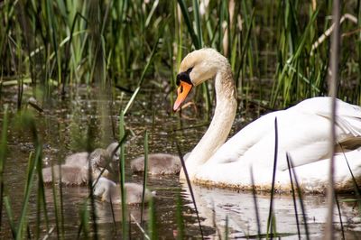 Swan floating on lake