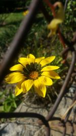 Close-up of yellow flower blooming outdoors