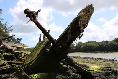 Close-up of driftwood on beach against sky