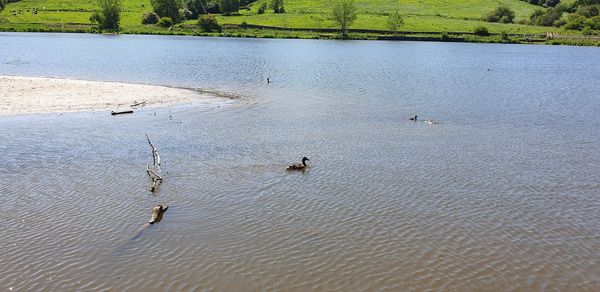 High angle view of ducks swimming in river