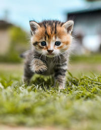 Portrait of kitten on field