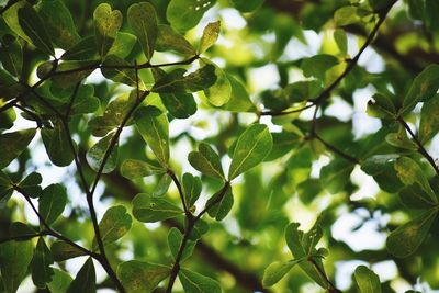 Low angle view of leaves on tree